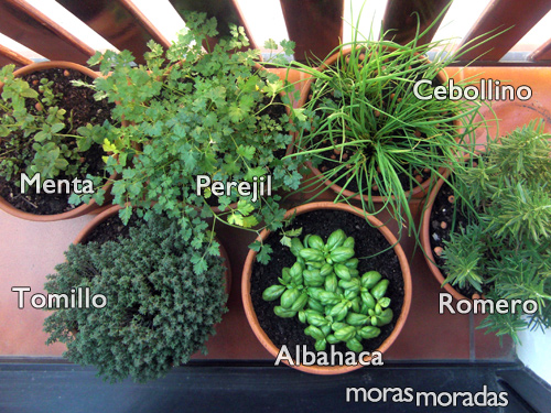 hierbas aromáticas